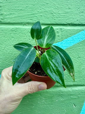 4" Peperomia maculosa - Canopy Plant Co.