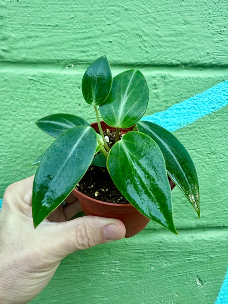 4" Peperomia maculosa - Canopy Plant Co.
