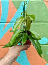 4" Hoya archiboldiana (red flower) - Canopy Plant Co.