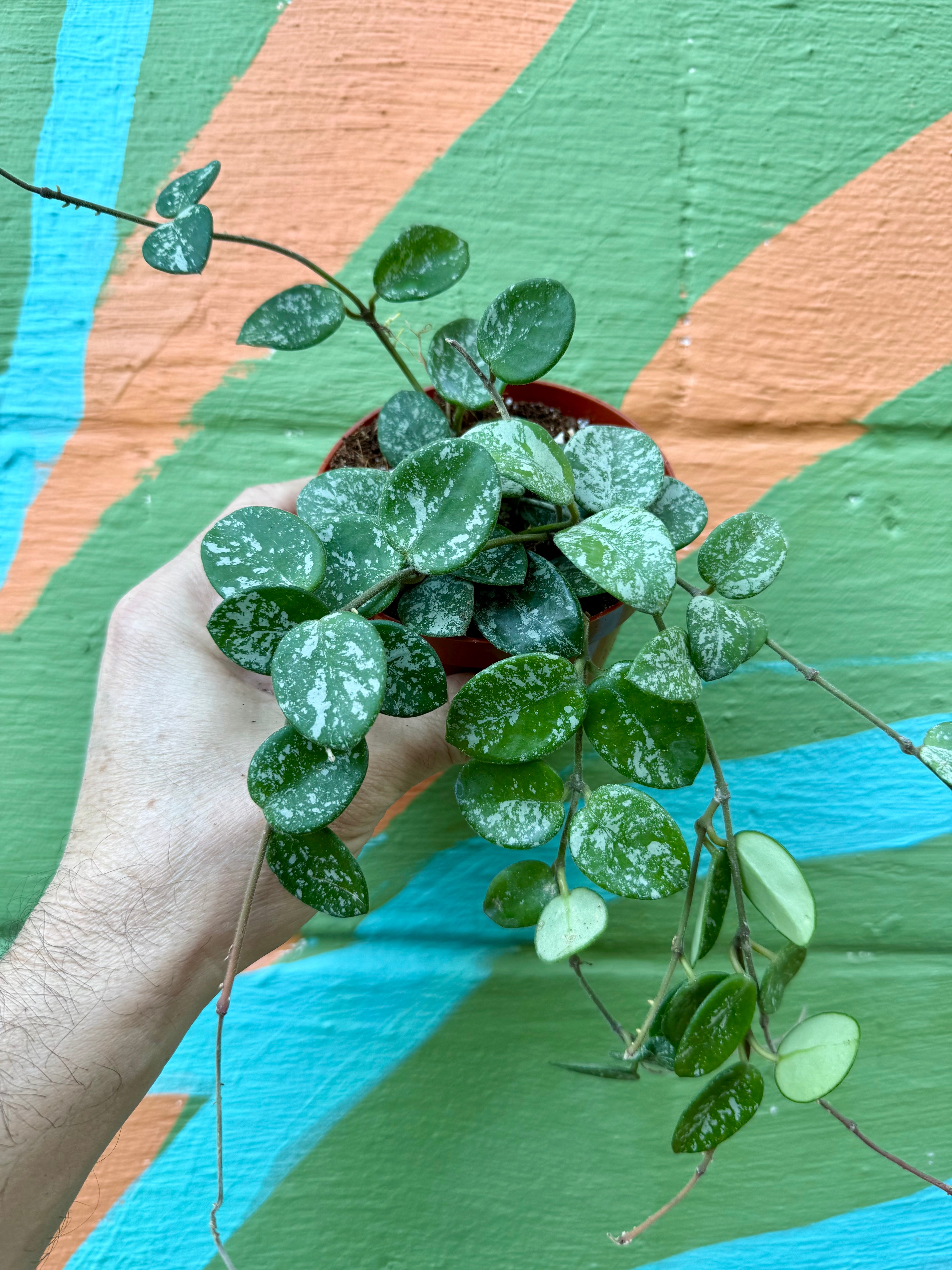 4” Hoya 'Mathilde' – Canopy Plant Co.