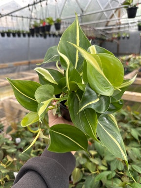 4" Philodendron Silver Stripe - Canopy Plant Co.