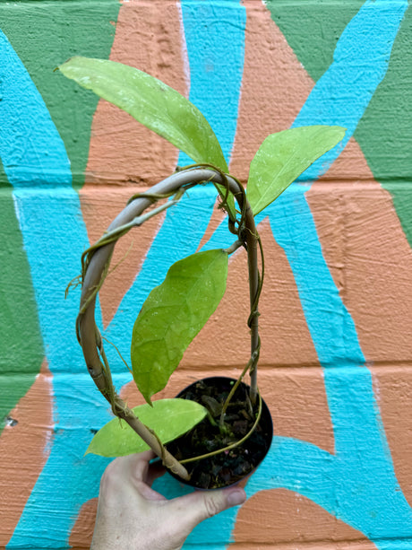 4” Hoya peninsularis 'Teddy Bear'