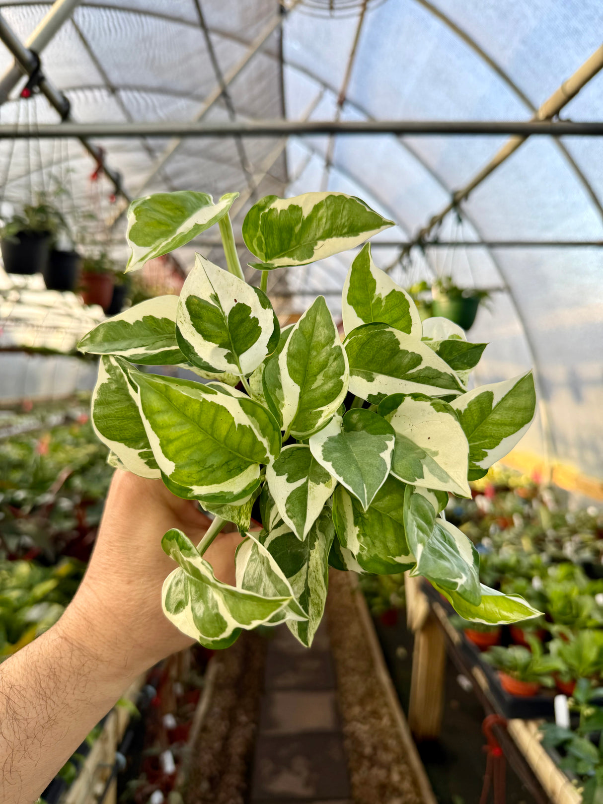 4" Pothos ‘Pearls and Jade’ - Canopy Plant Co.