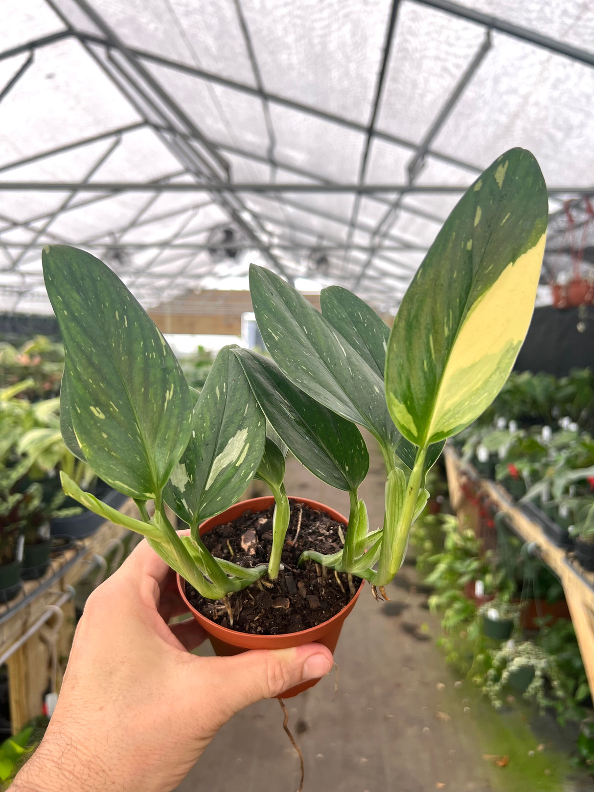 4" Monstera standleyana albo (variegated)