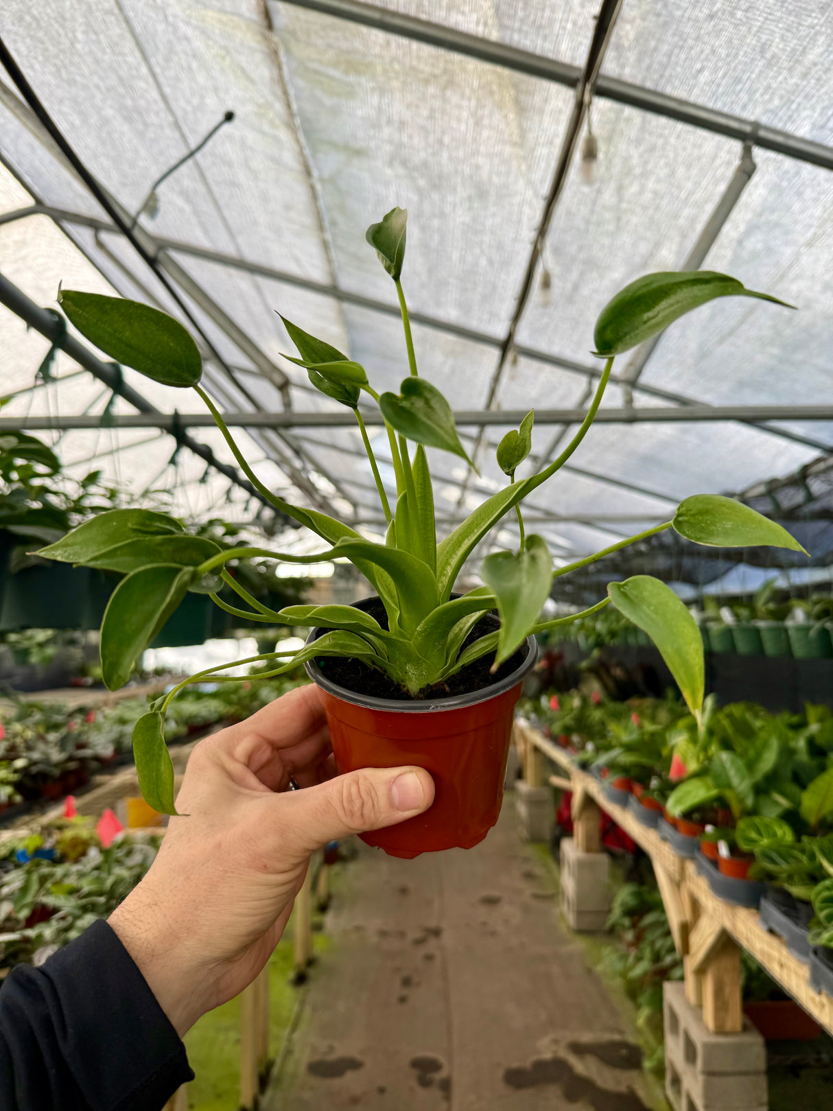 4" Alocasia ‘Tiny Dancer’ - Canopy Plant Co.