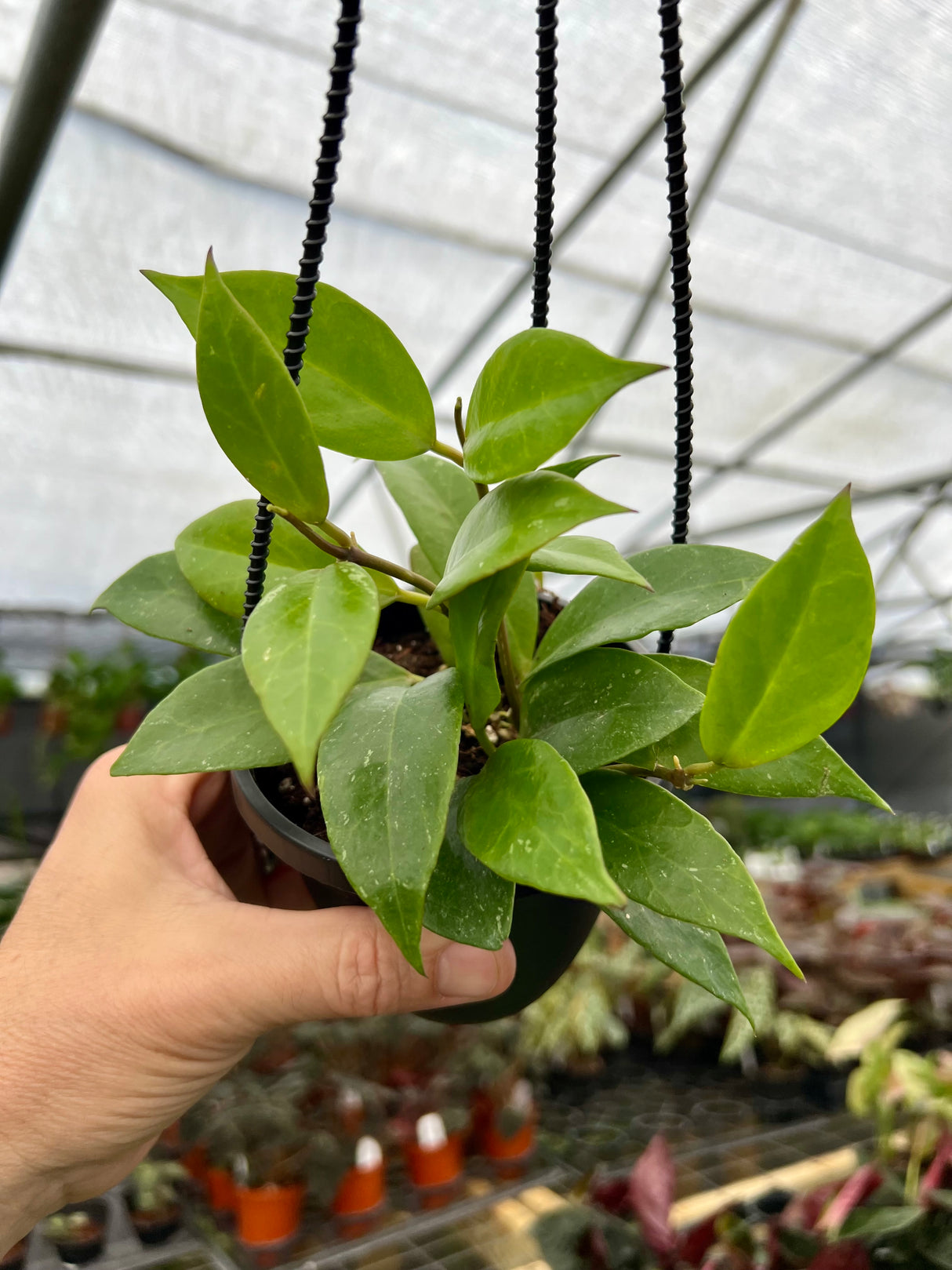 4” Hoya Sunrise hanging basket