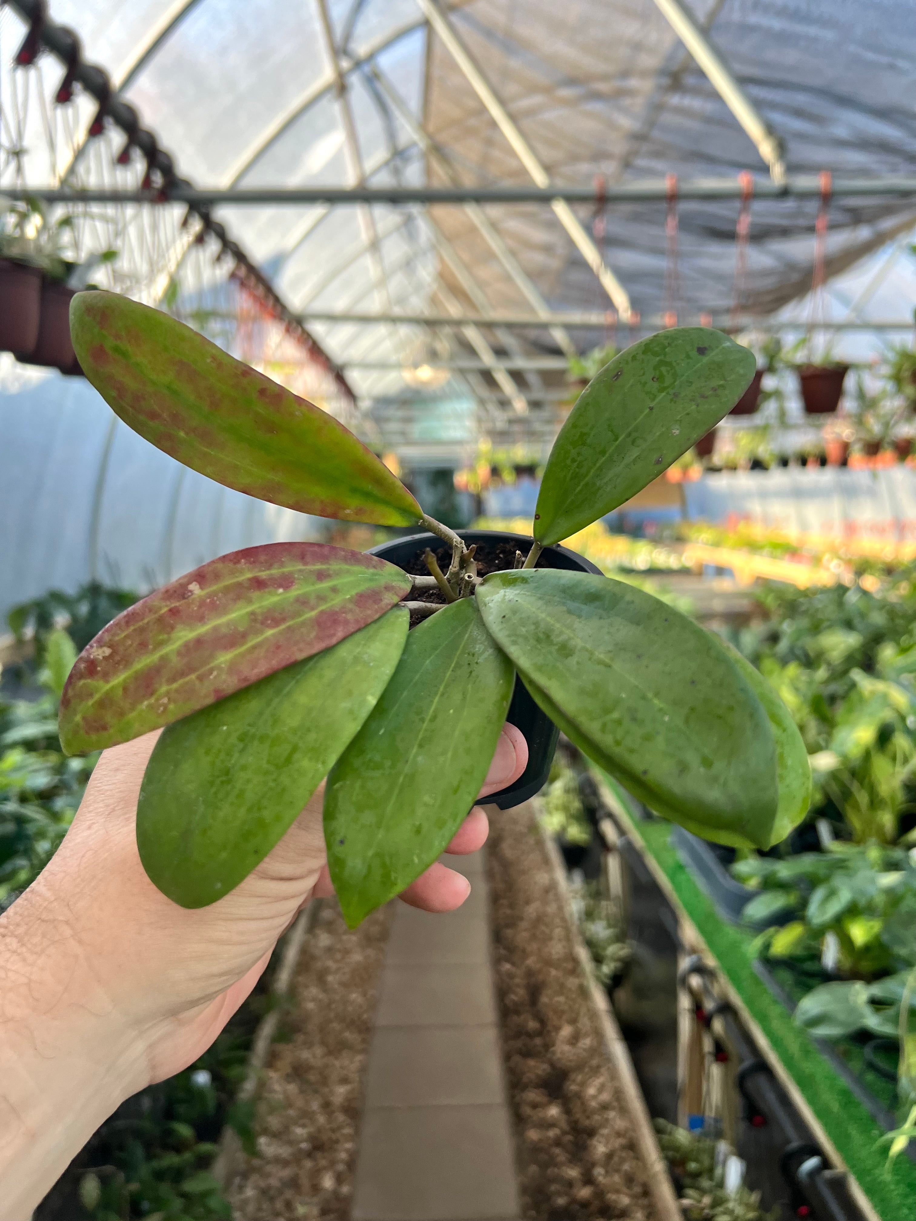 Hoya Silver Splash Plant Hanging Basket - Live Plant in a 6