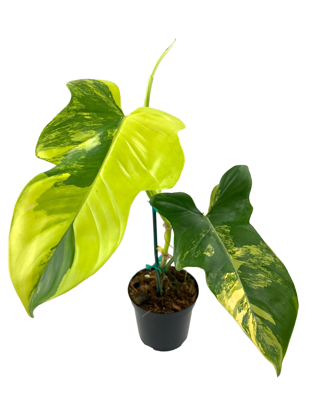 4" Philodendron bipennifolium variegated