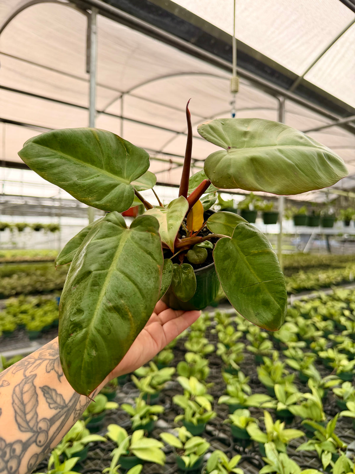 4” Philodendron 'Pink Princess' x billietiae