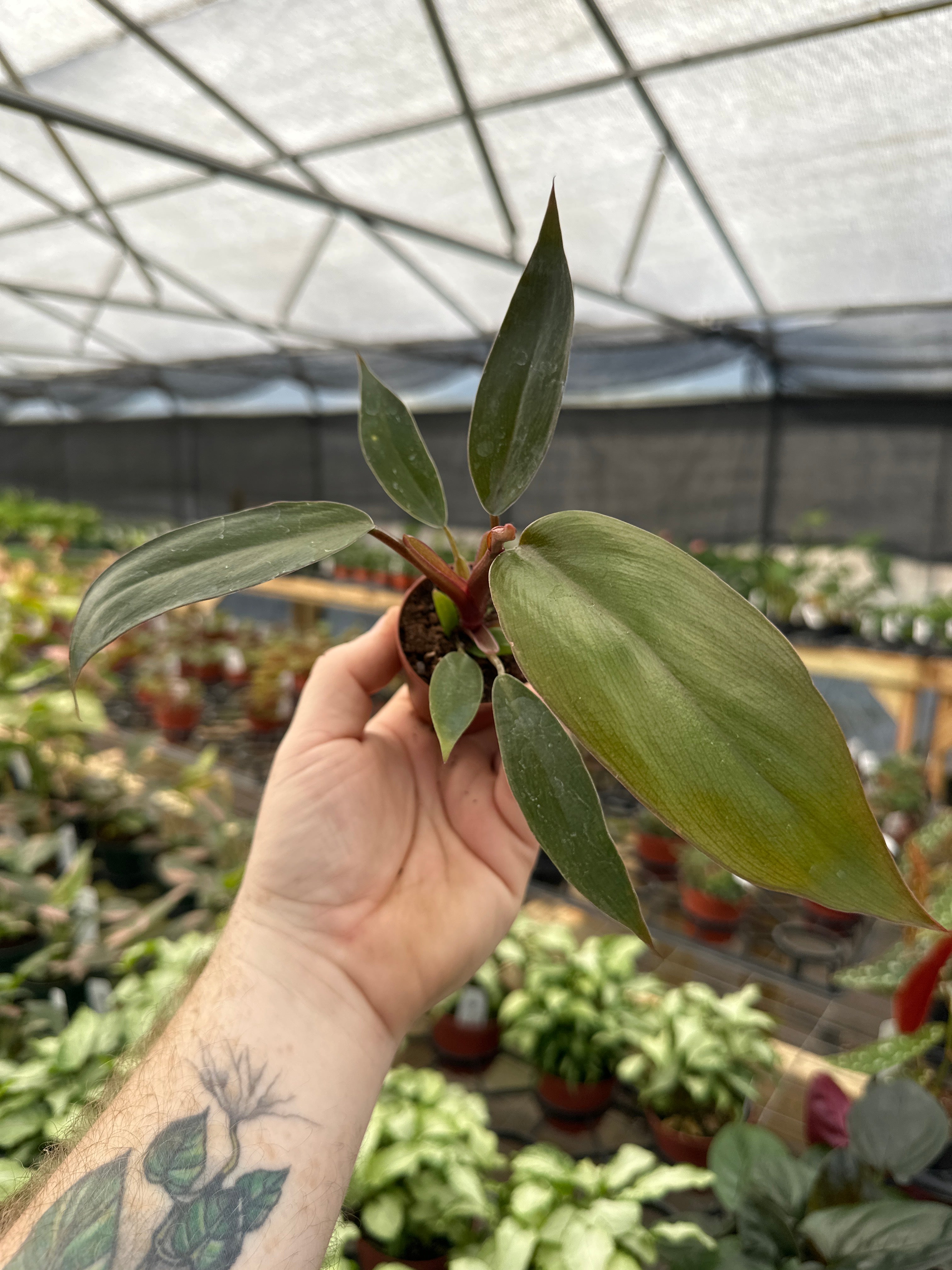 New Rare and Uncommon Plants – Page 5 – Canopy Plant Co.