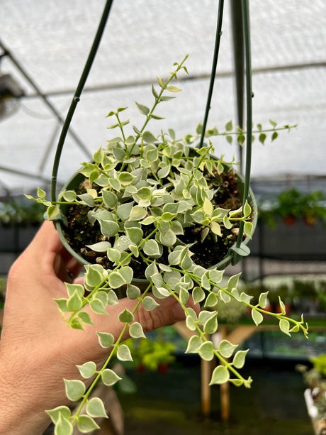 5" Dischidia Million Hearts variegated hanging basket