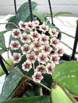 4" Hoya phuwuaensis 'Splash' hanging basket