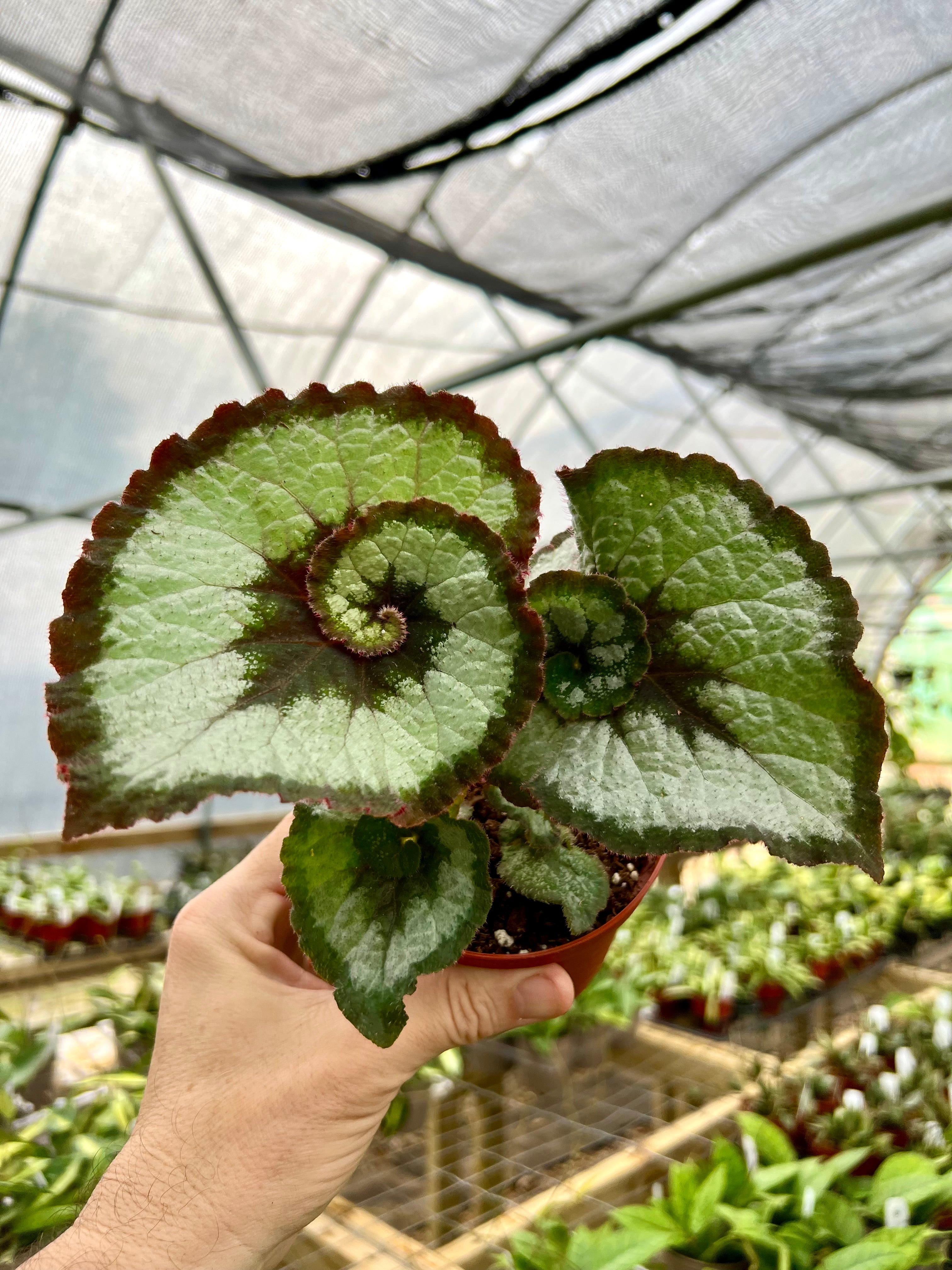 Products – Page 7 – Canopy Plant Co.