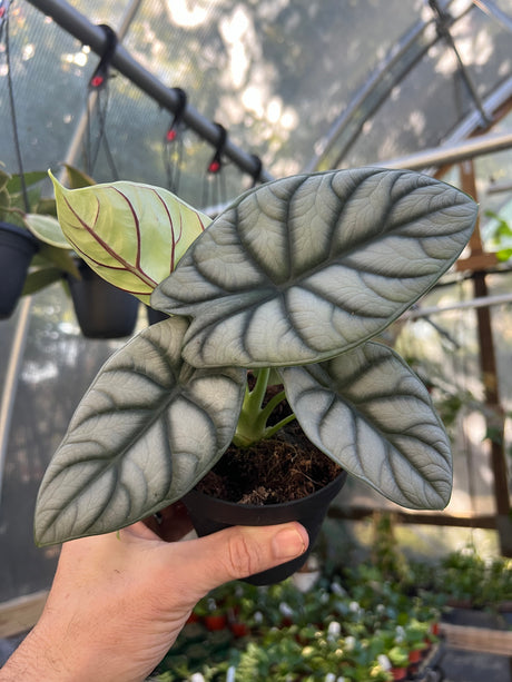 4" Alocasia Silver Dragon