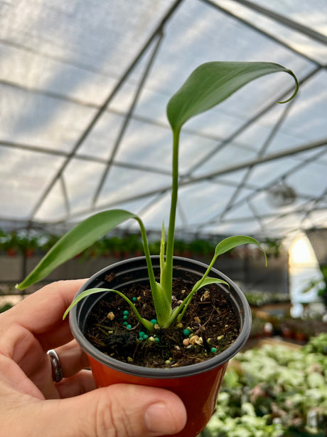 3” Monstera Burle Marx Flame