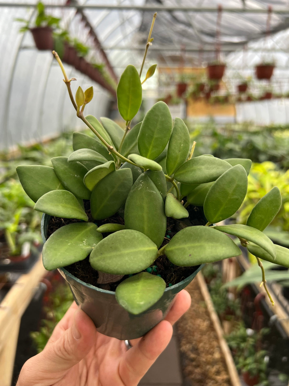 4" Hoya burtoniae