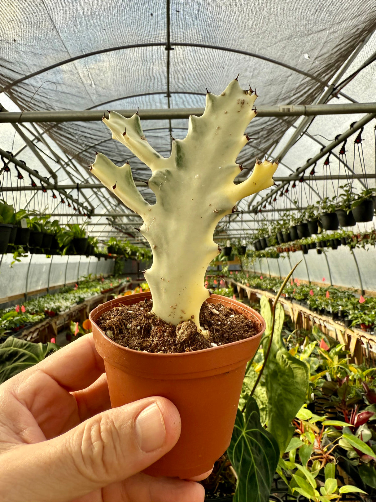 3" Euphorbia lactea 'Ghost Cactus'