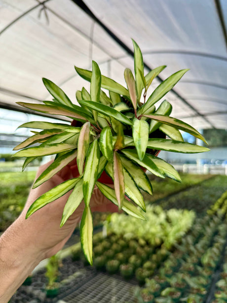 4" Hoya wayetii variegated