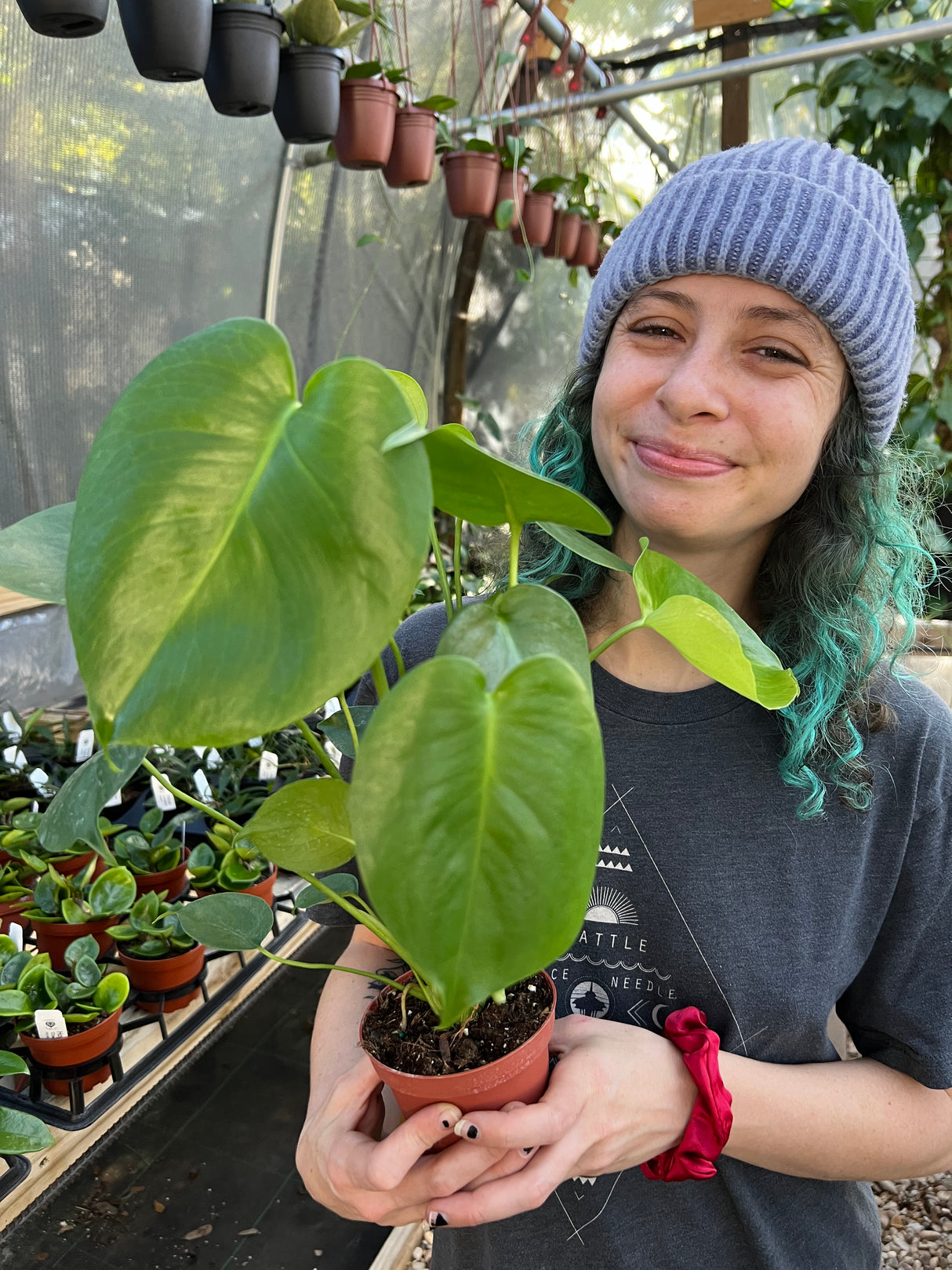 4" Monstera deliciosa