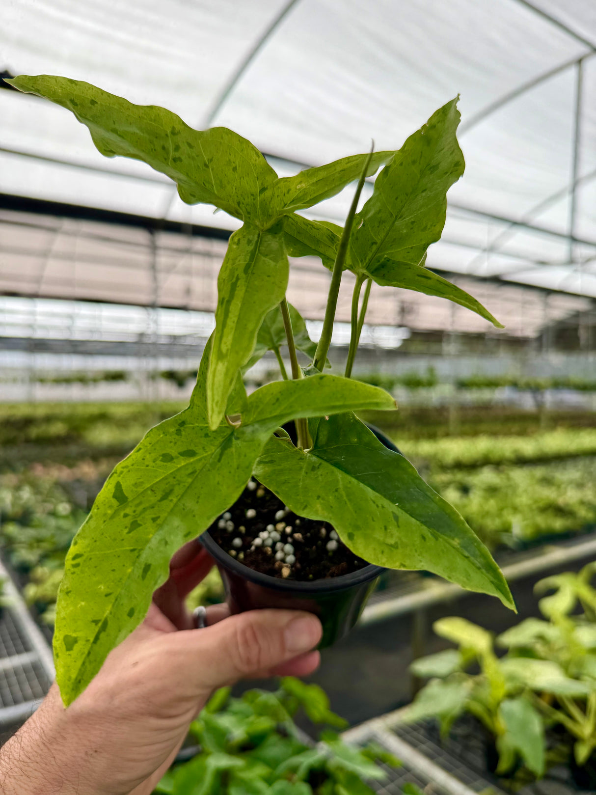 4" Syngonium 'Frog In A Blender'