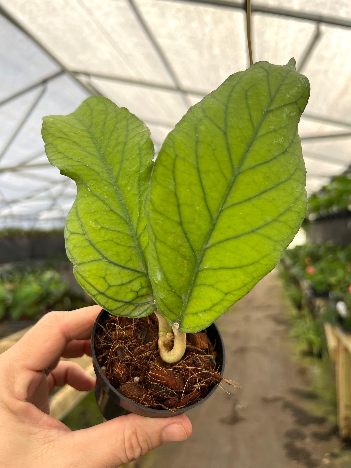 3" Hoya meredithii