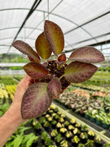 4” Episcia 'Temptation'