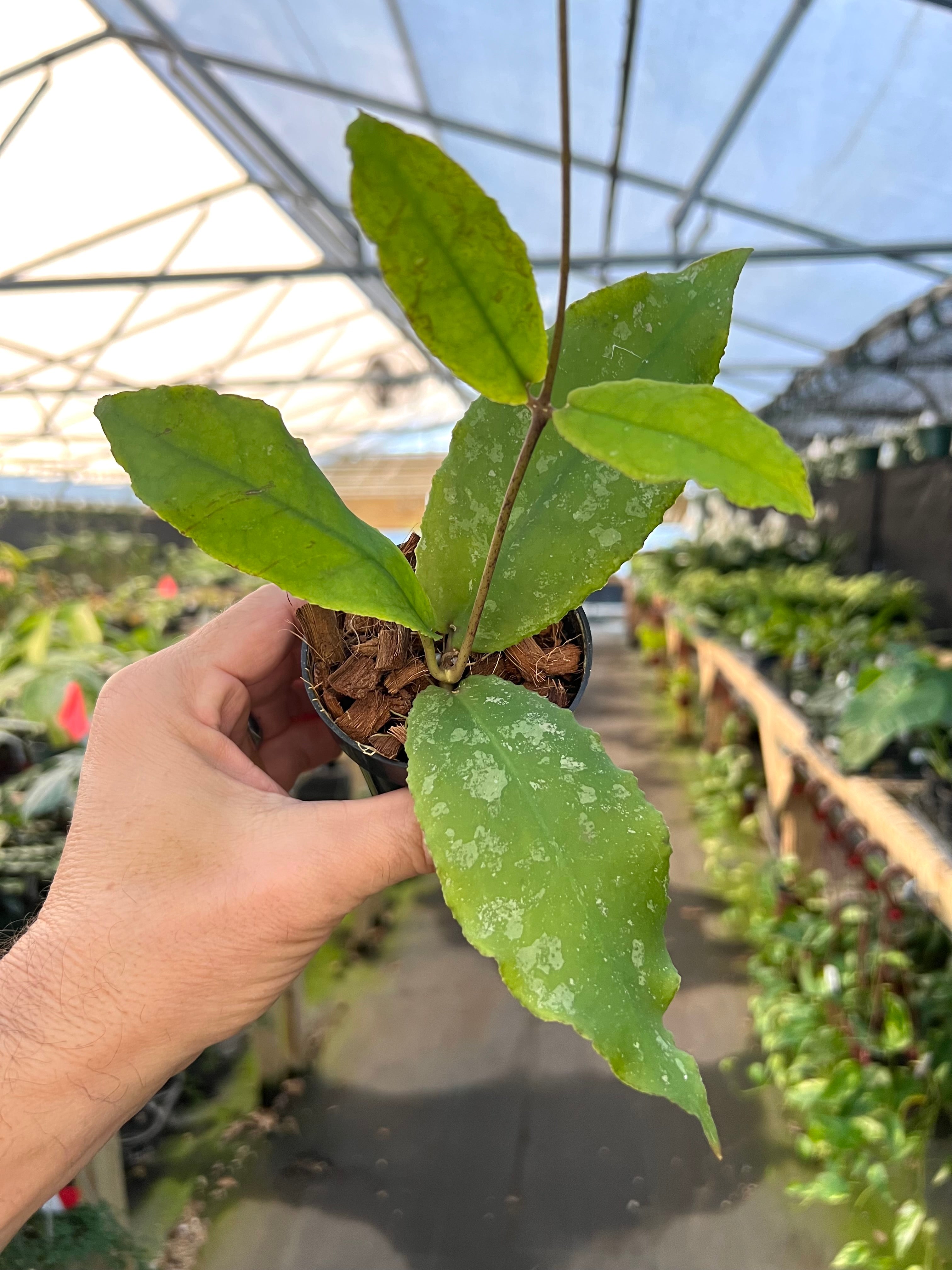 Hoya Undulata - Etsy