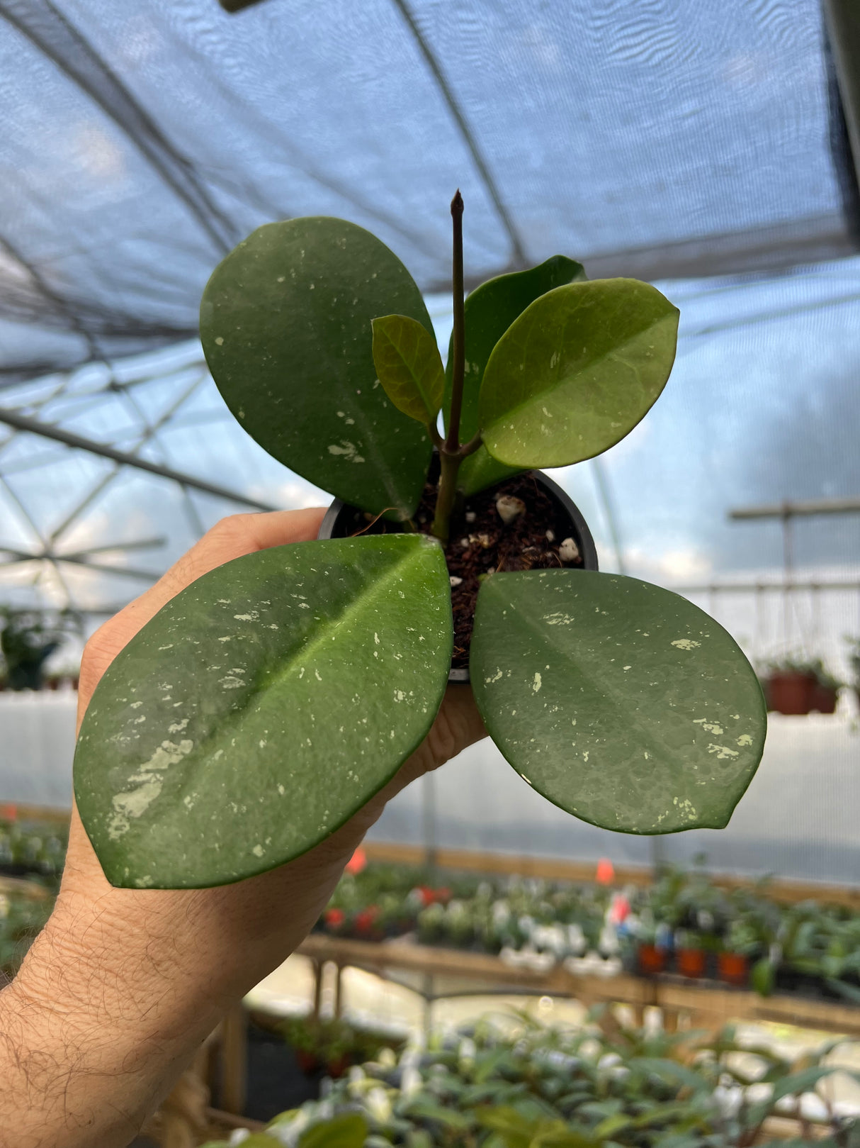 3” Hoya obovata 'Splash'