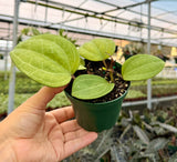 4" Hoya Sulawesi GPS 8867