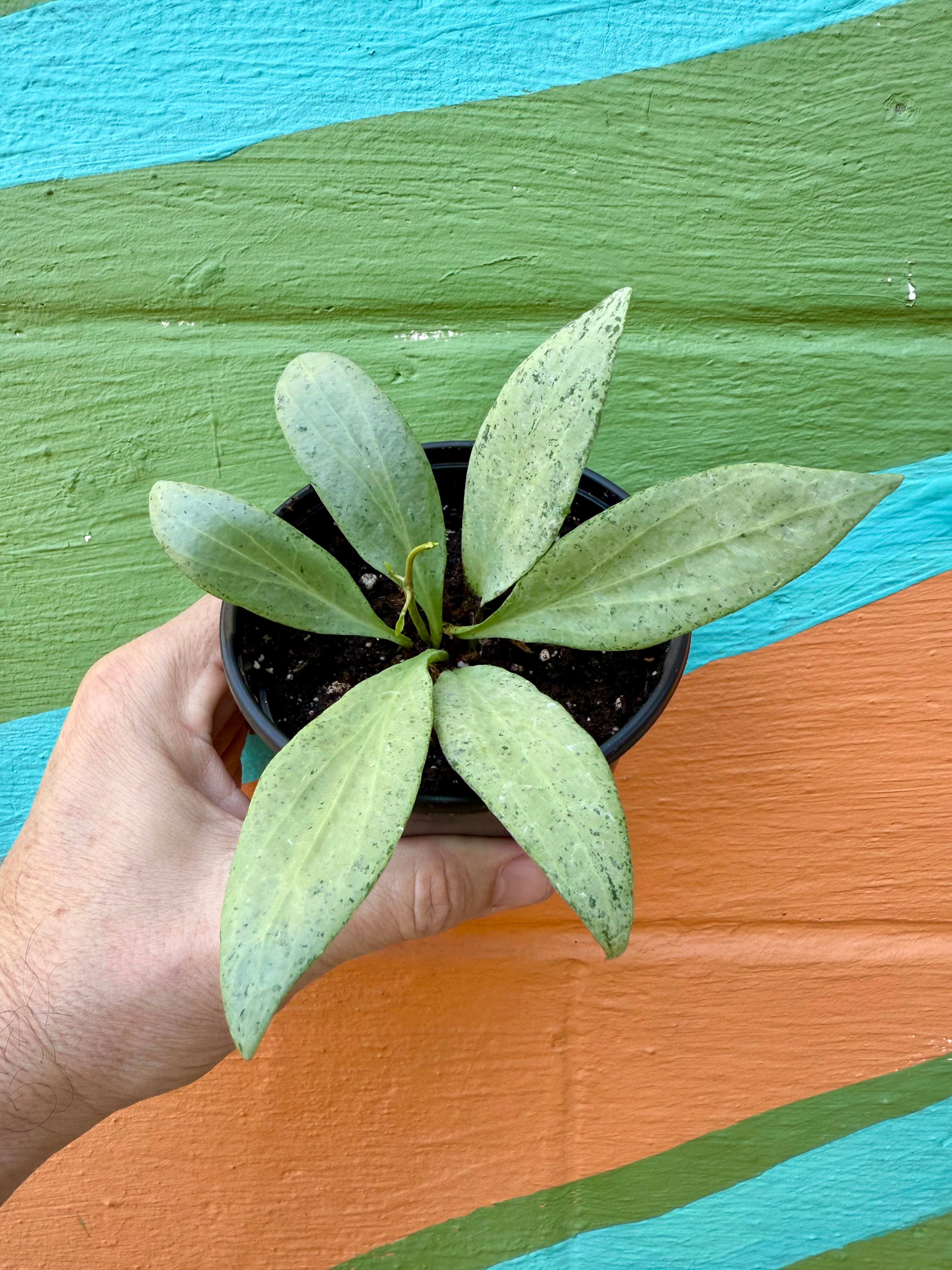 Canopy Plant Co. Hoya nicholsoniae