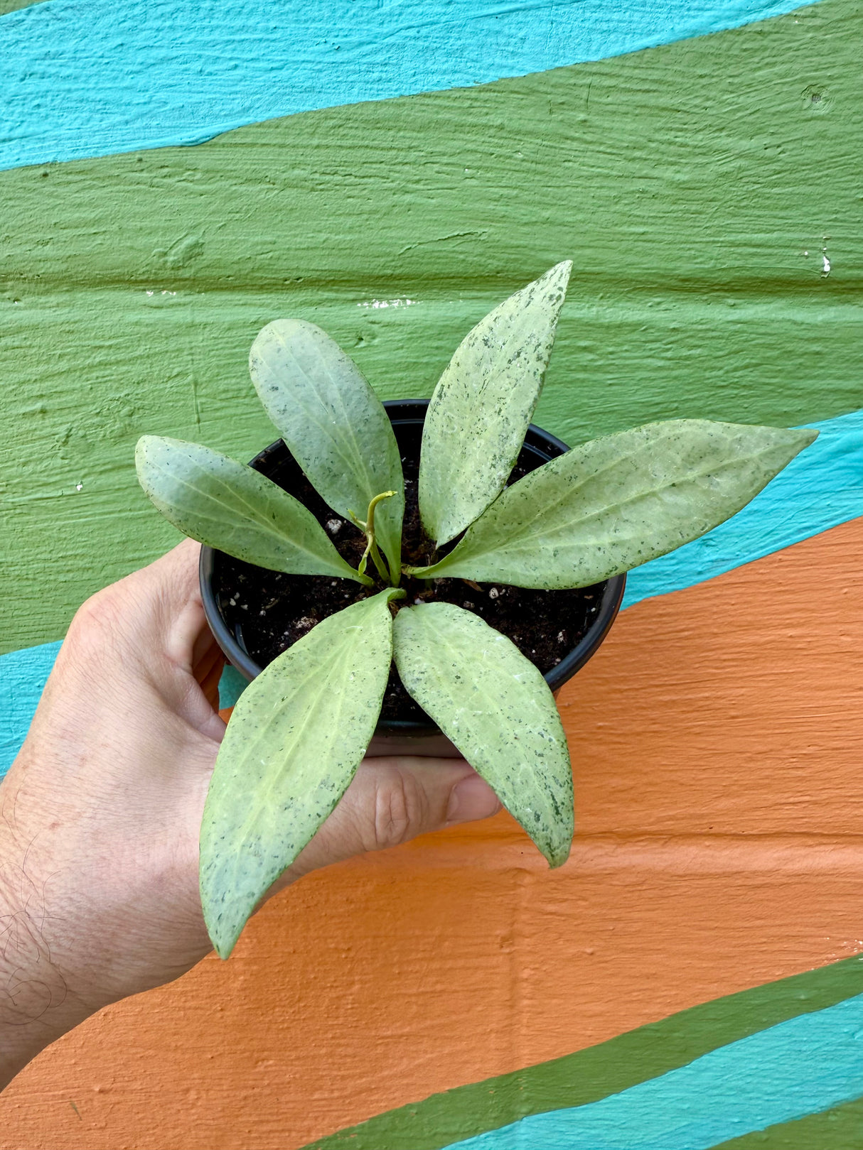 4" Hoya nicholsoniae 'New Guinea Ghost'