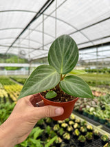 4" Peperomia maculosa
