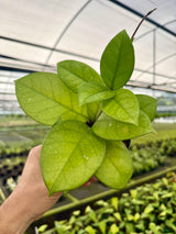 4" Hoya fungii