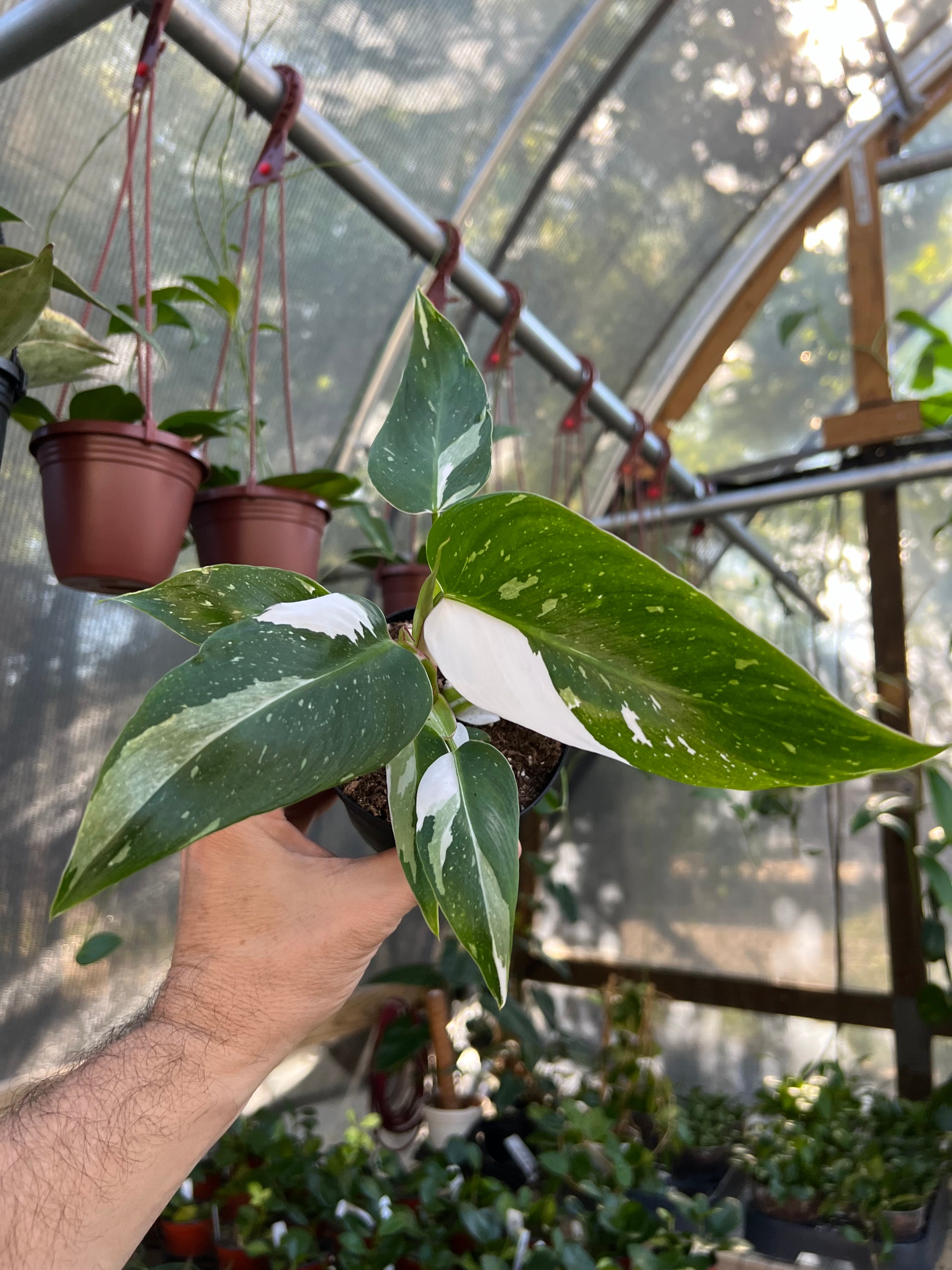 philodendron white princess 4” Philodendron 'White Princess' – Canopy Plant Co
