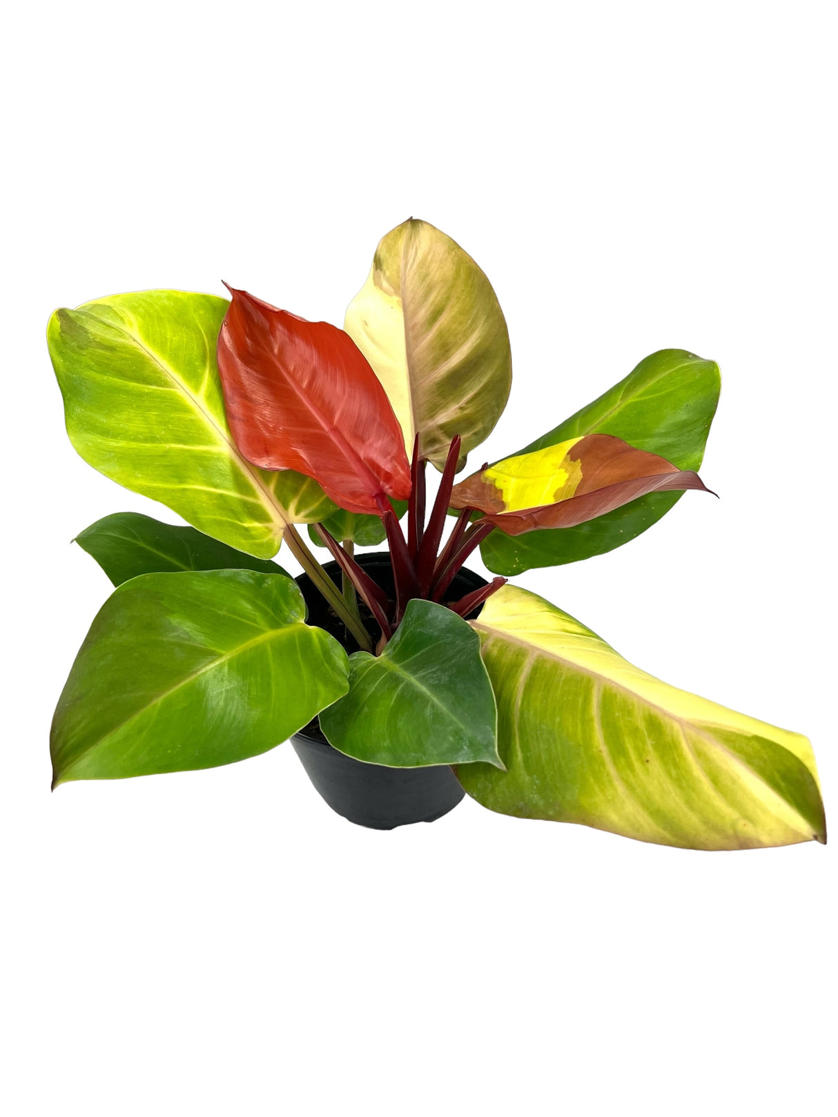 6" Philodendron Red Moon