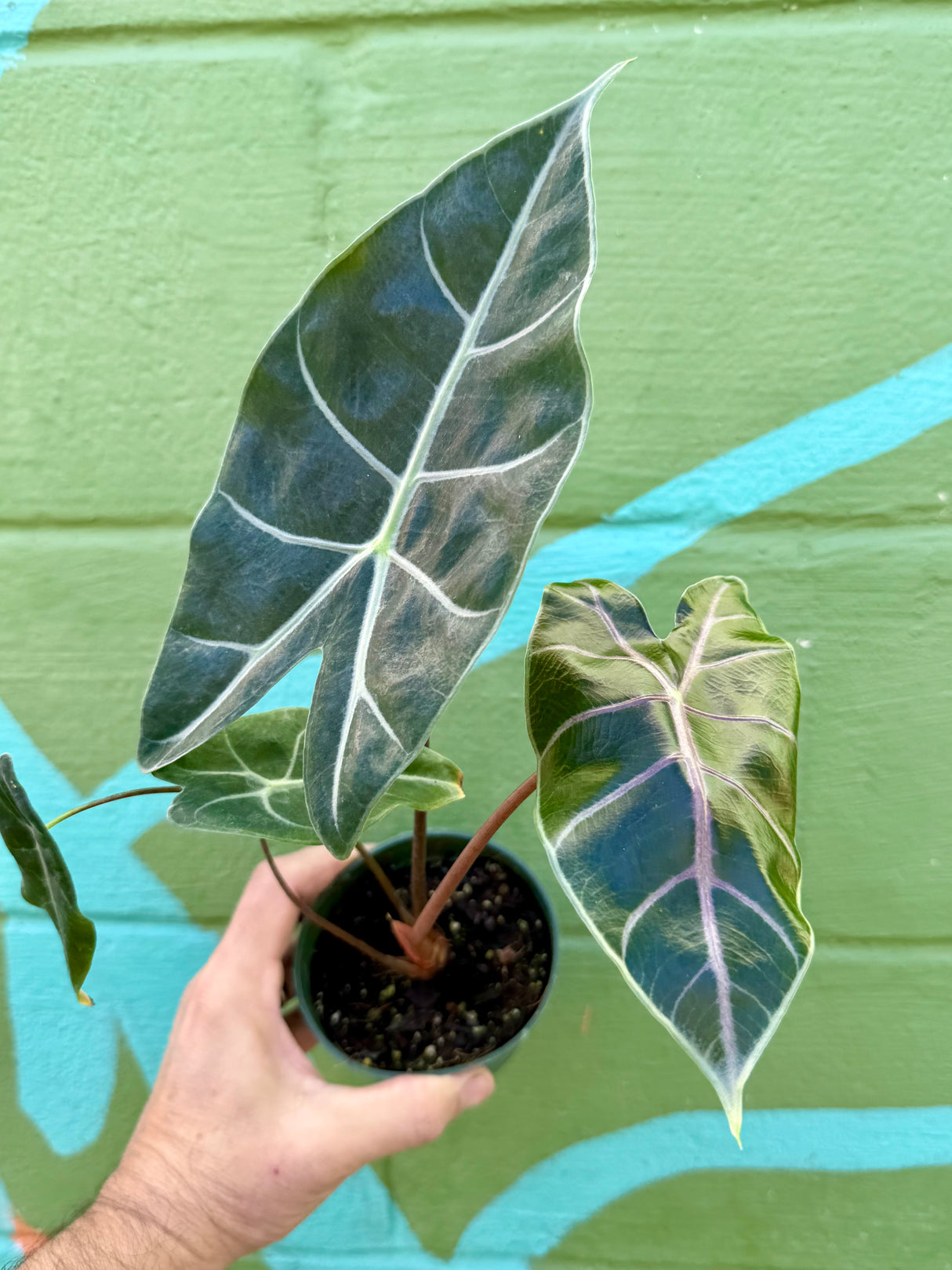 4" Alocasia longiloba ‘Black Satun'