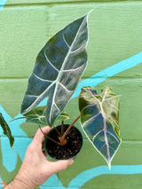 4" Alocasia longiloba ‘Black Satun'