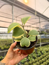 6" Hoya kerrii outer variegated