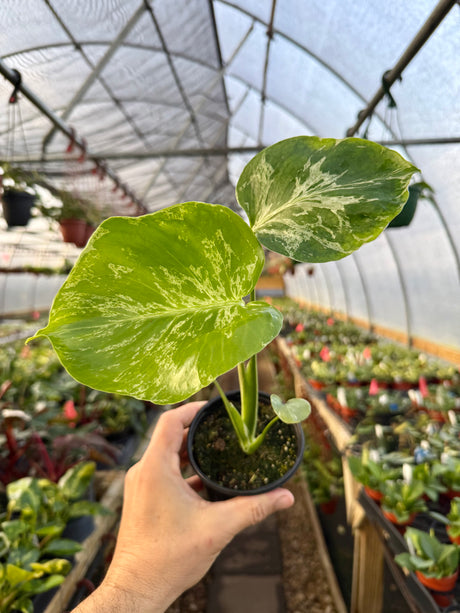 4" Monstera ‘Bulbasaur' - Canopy Plant Co.