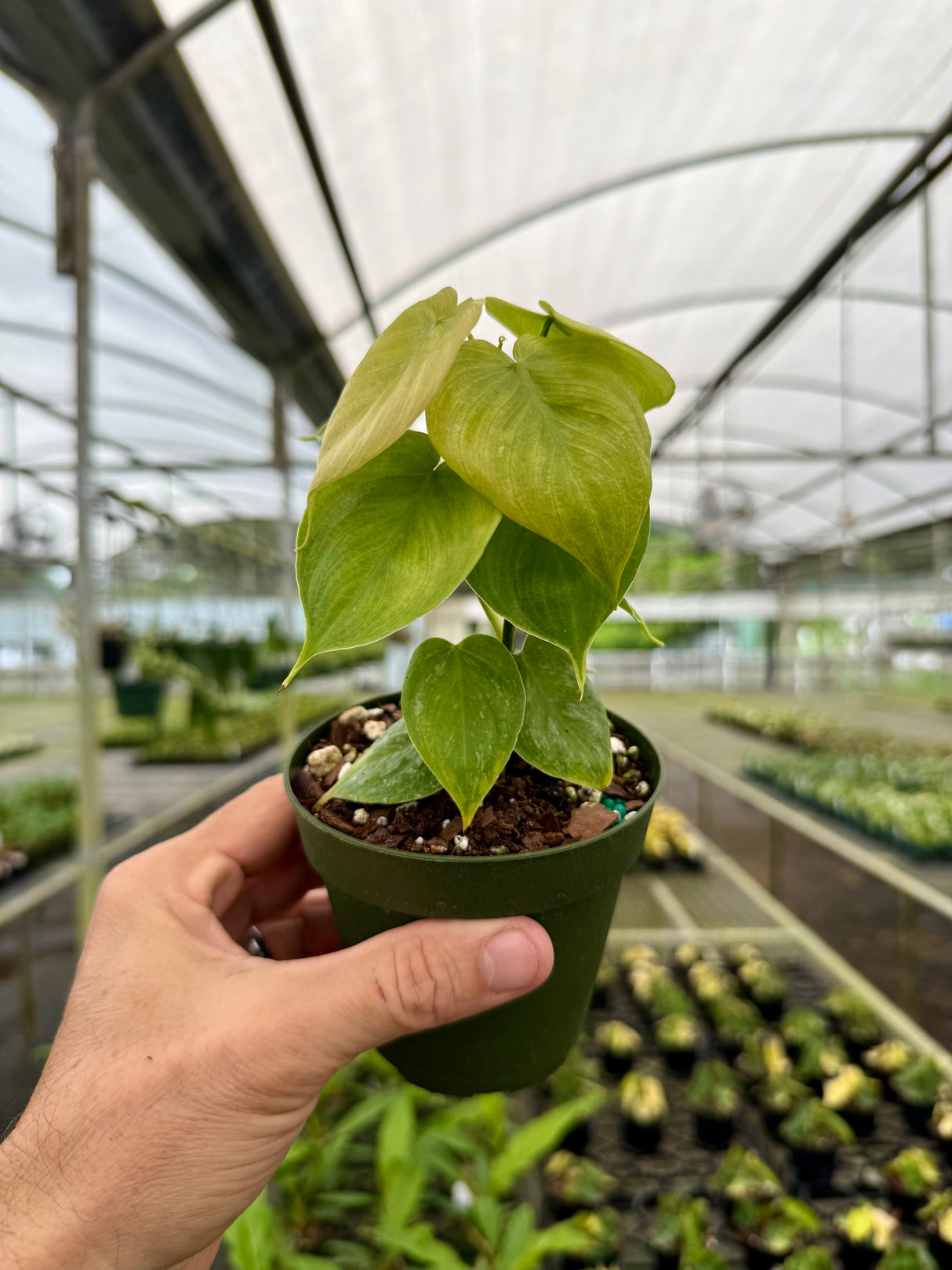 4” Philodendron ‘Majestic’