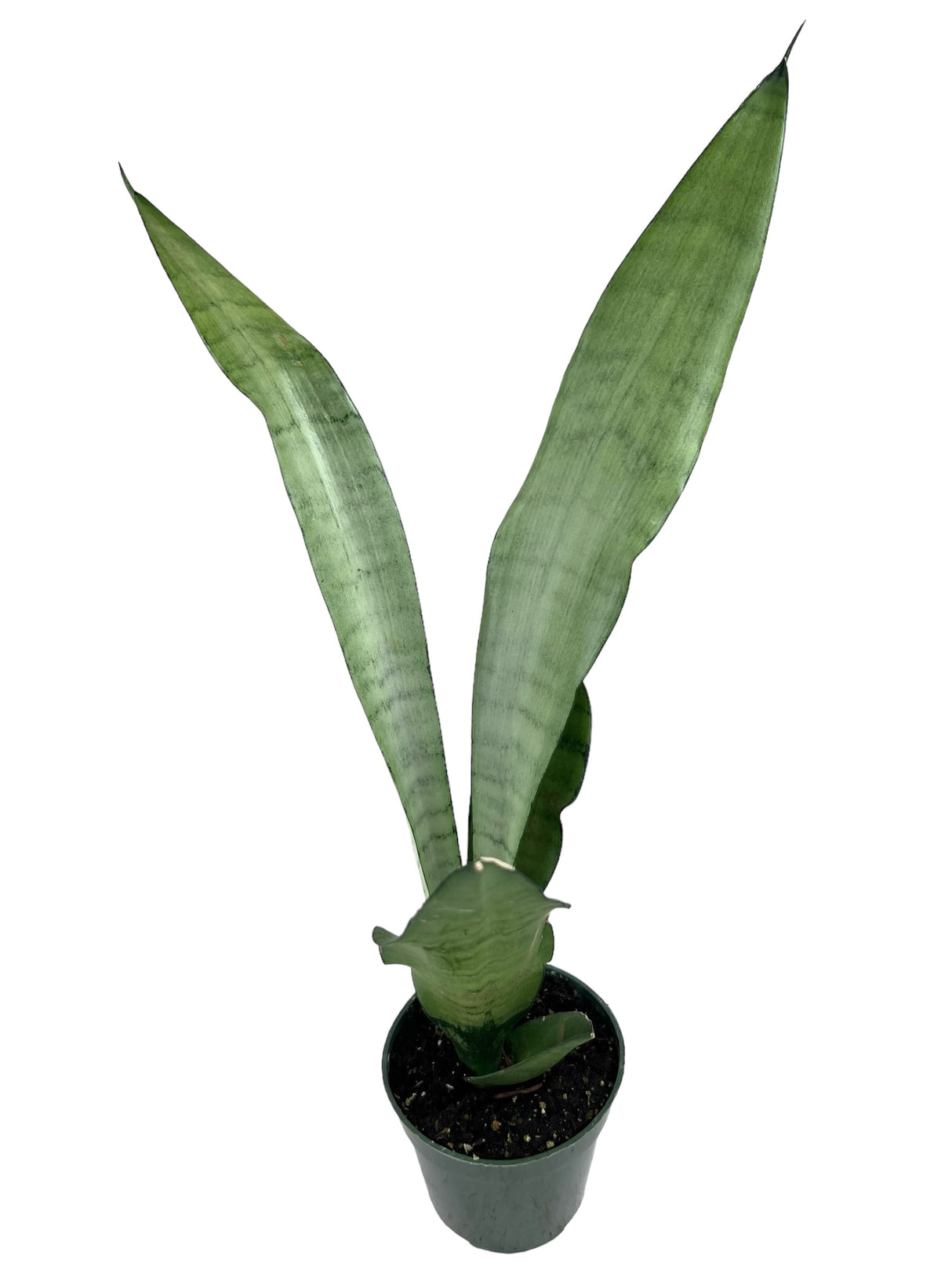 4" Sansevieria Moonshine