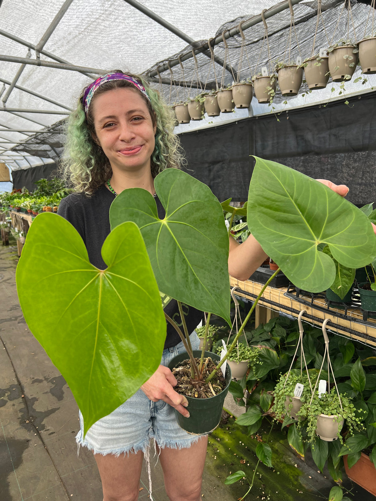 6" Anthurium Faustino's Giant (faustomirandae)