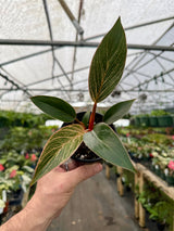 4" Philodendron ‘Pink Birkin' - Canopy Plant Co.