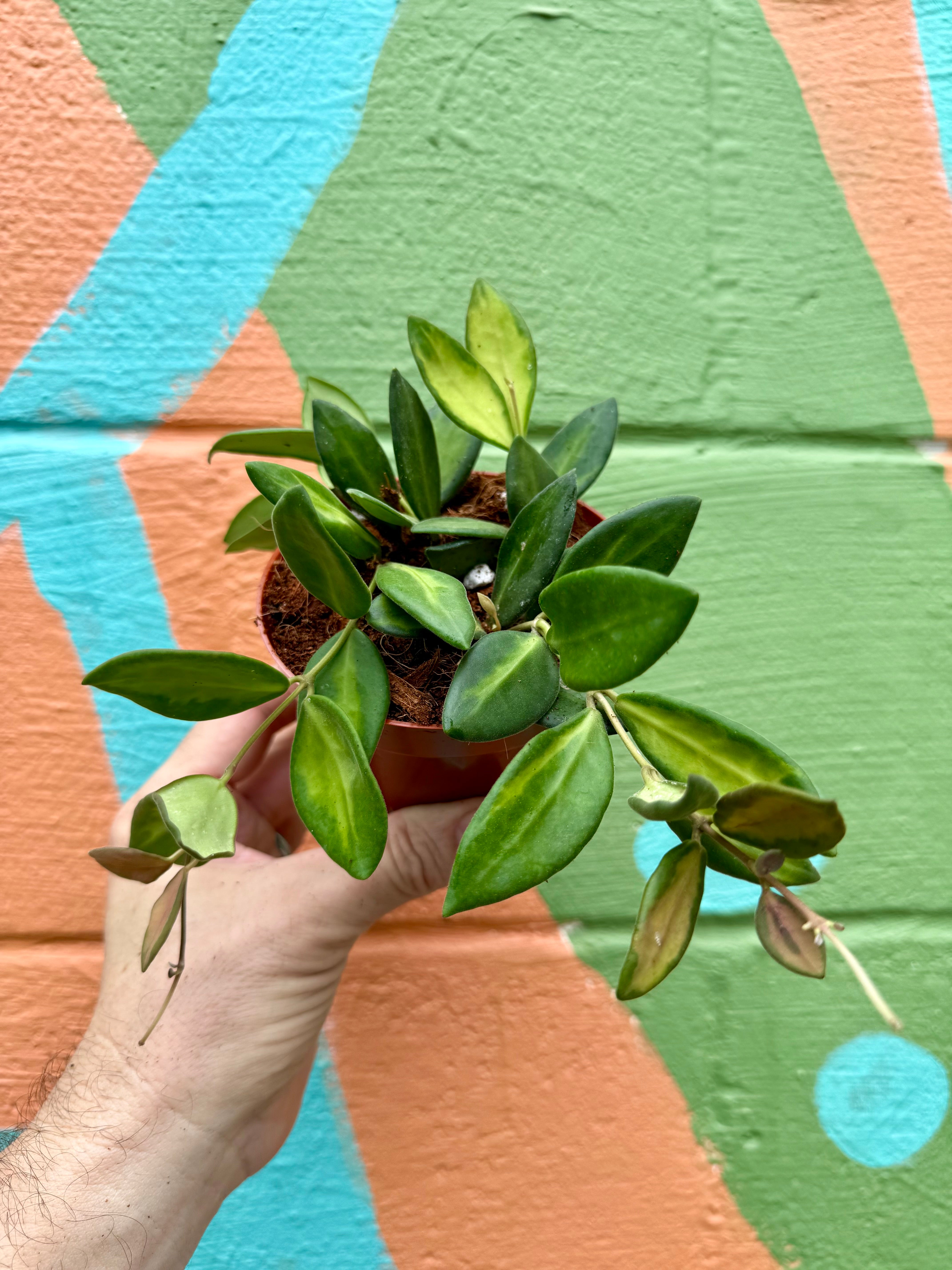 0728＊ ホヤ ＊ Hoya ＊ praetorii ＊ プラエトリー 9 new Hoyas with beautiful breathtaking foliage! 💚🌿 - YouTube