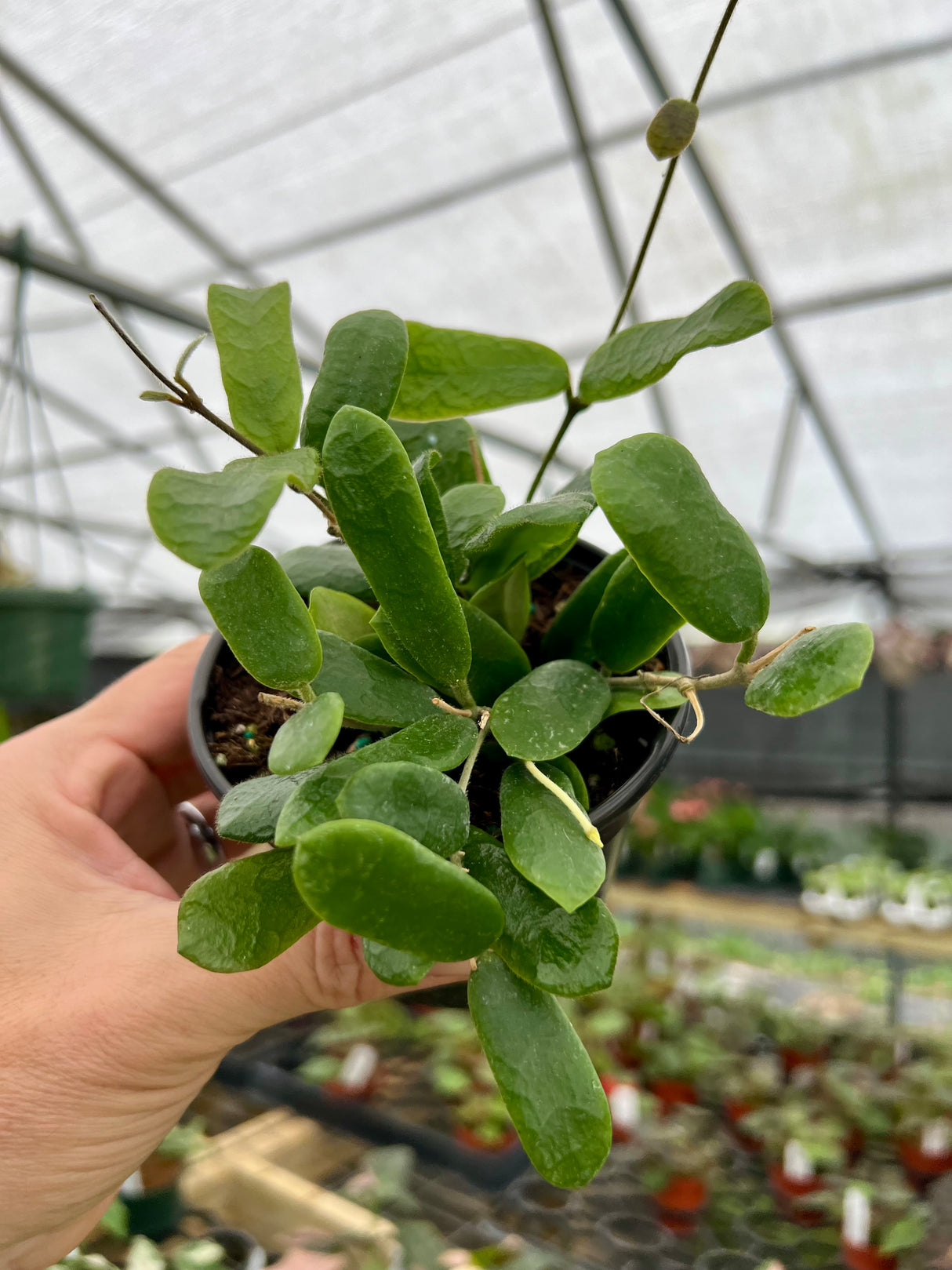 4” Hoya rotundiflora - Canopy Plant Co.