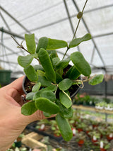 4” Hoya rotundiflora - Canopy Plant Co.