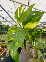 6" Epipremnum pinnatum 'Yellow Sunrise'