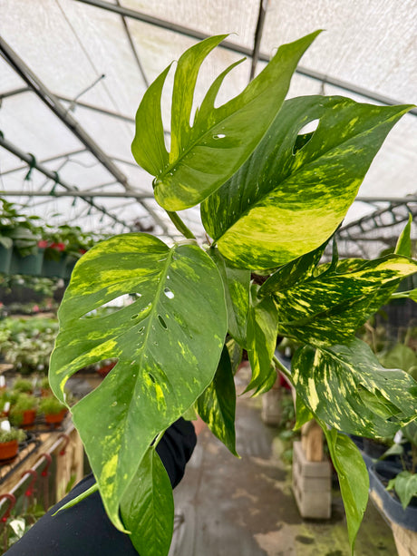 6" Epipremnum pinnatum 'Yellow Sunrise'