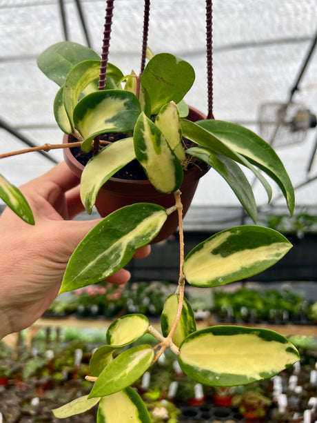 4" Hoya acuta inner variegated hanging basket