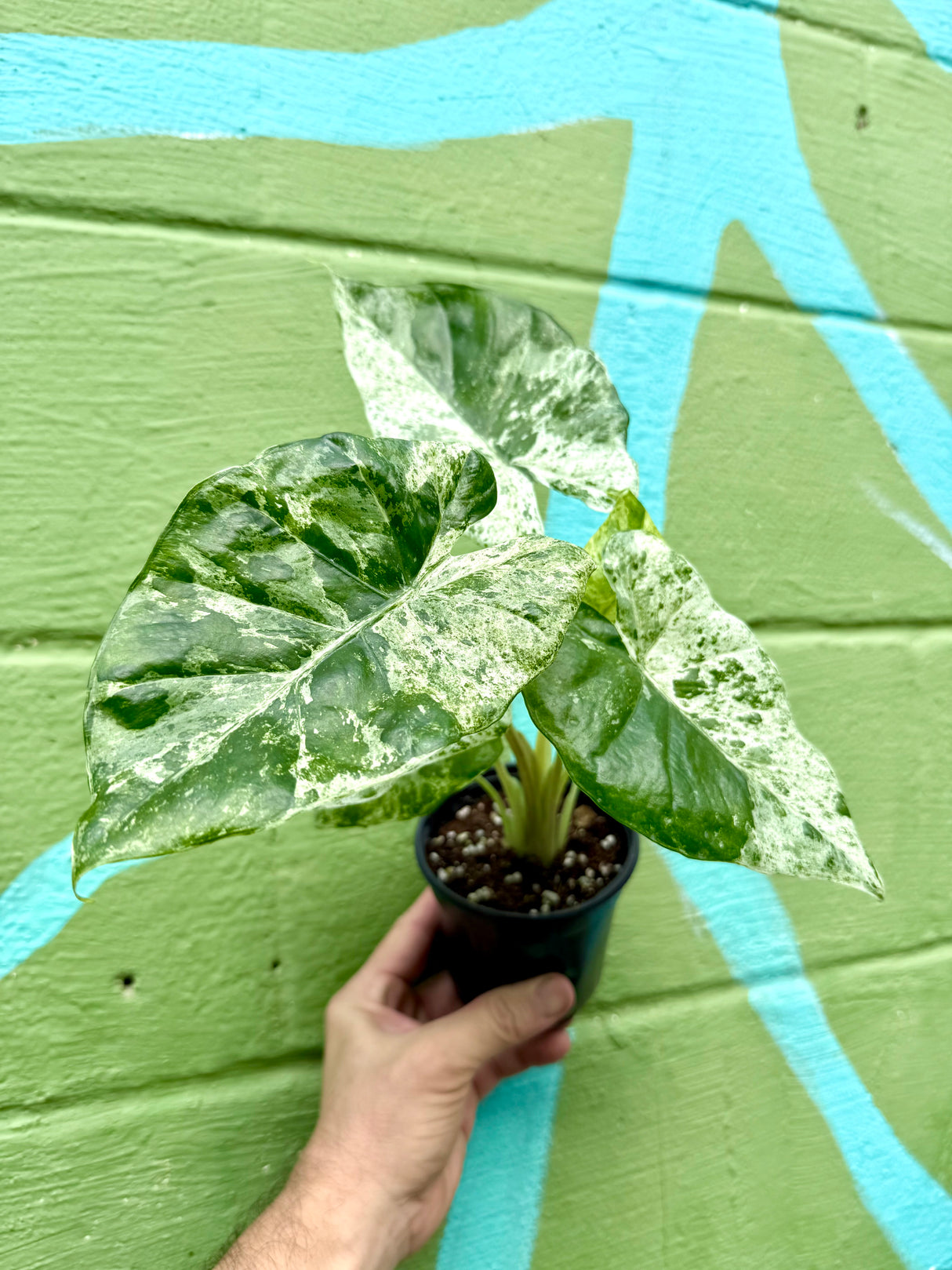 4" Alocasia ‘Blizzard’ - Canopy Plant Co.